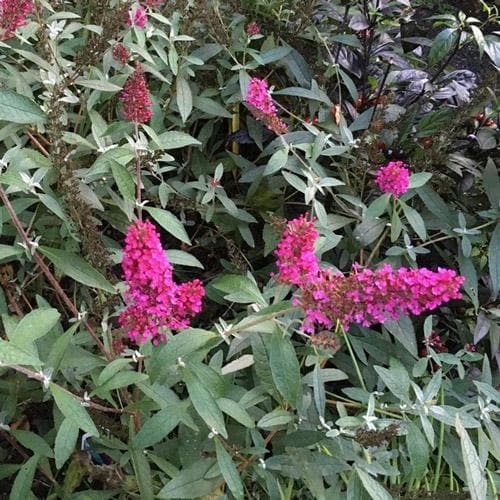  Buddleja Davidii Buzz Hot Raspberry