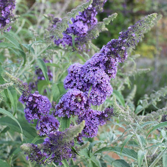 Buddleja Davidii Buzz Sky Blue