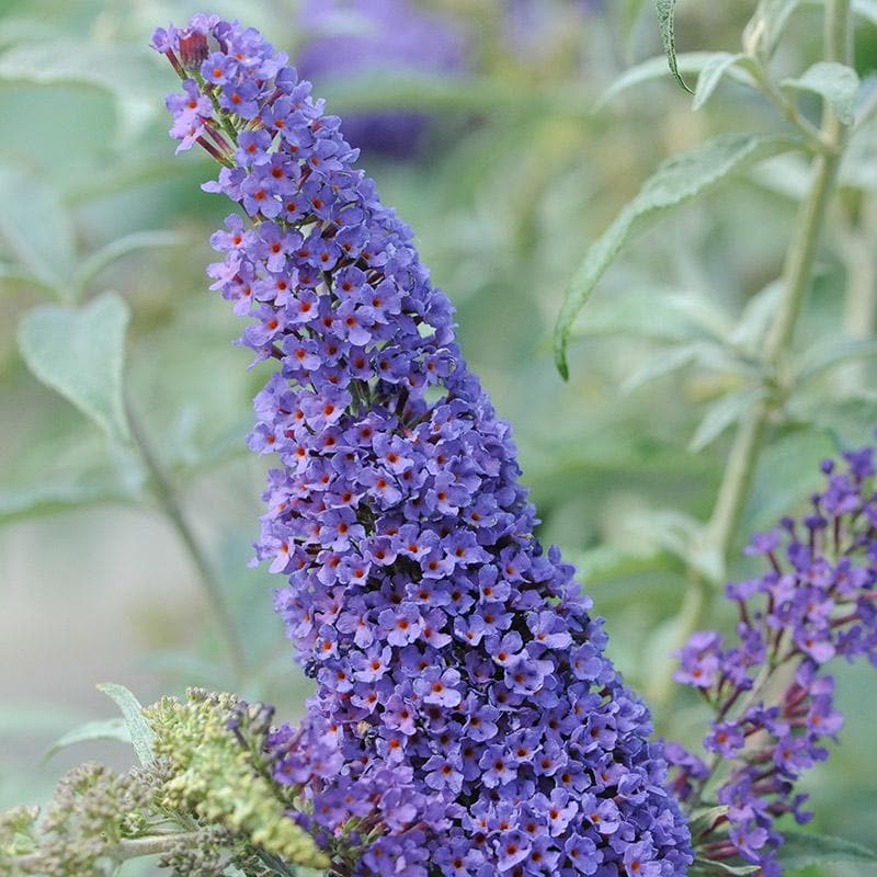  Buddleja Davidii Buzz Sky Blue