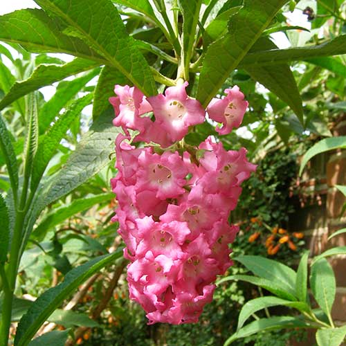  Buddleja Colvilei