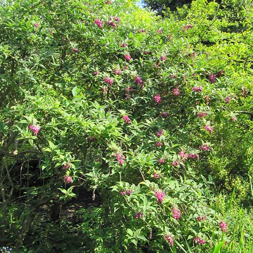  Buddleja Colvilei
