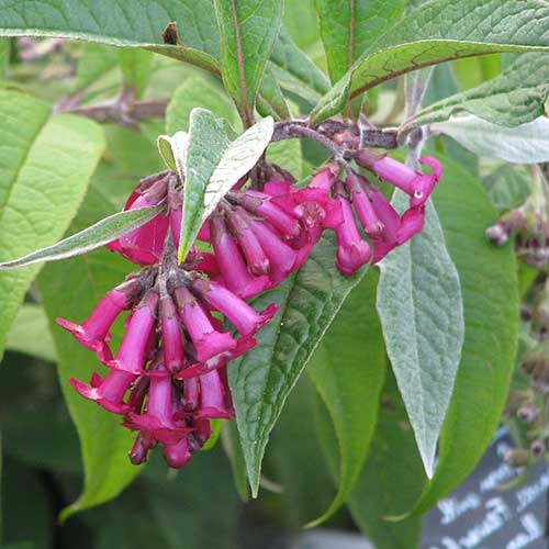  Buddleja Colvilei