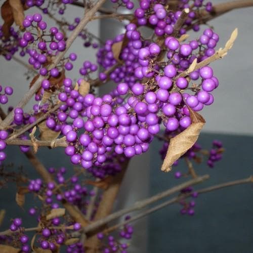  Callicarpa Bodinieri Profusion