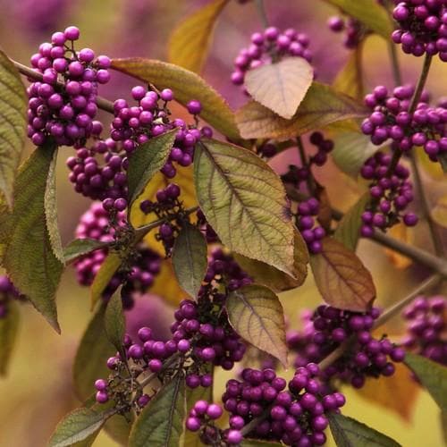  Callicarpa Bodinieri Profusion