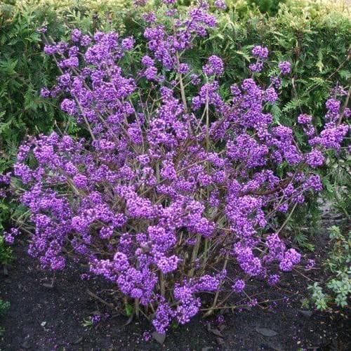  Callicarpa Bodinieri Profusion