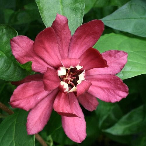  Calycanthus X Raulstonii Hartlage Wine