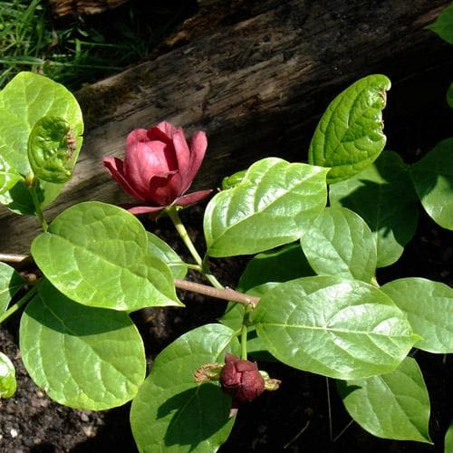  Calycanthus X Raulstonii Hartlage Wine