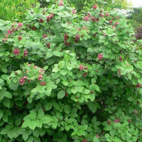  Calycanthus X Raulstonii Hartlage Wine