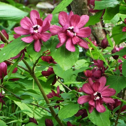  Calycanthus X Raulstonii Hartlage Wine