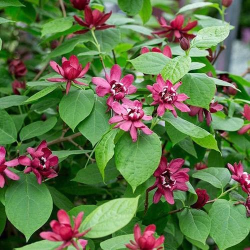  Calycanthus X Raulstonii Hartlage Wine