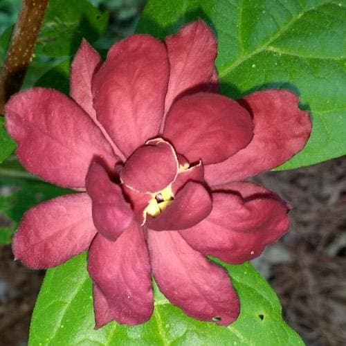  Calycanthus X Raulstonii Hartlage Wine