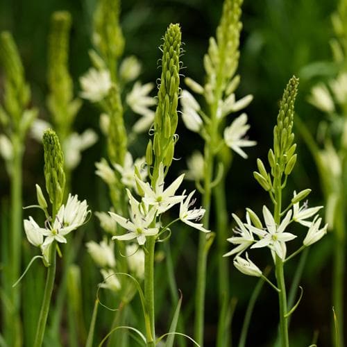  Camassia Leichtlinii Alba
