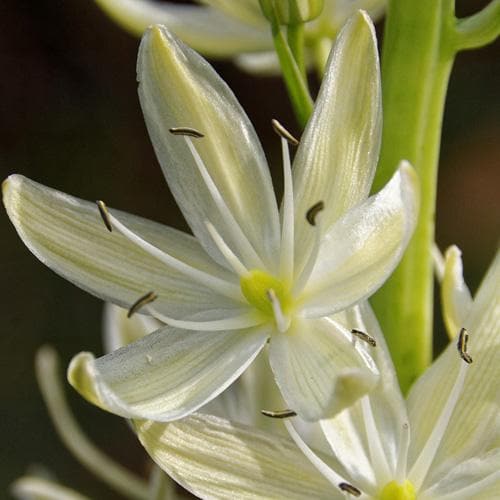  Camassia Leichtlinii Alba
