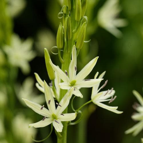 Camassia Leichtlinii Alba