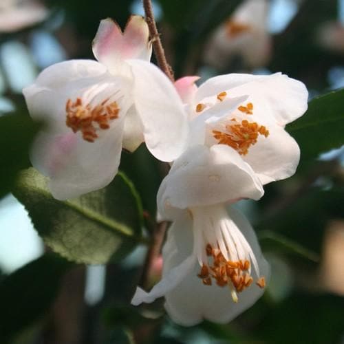  Camellia Rosthorniana