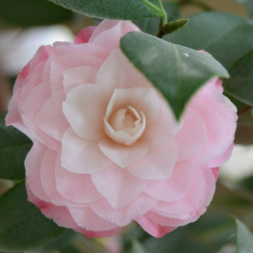  Camelia Japonica Nuccio's Pearl
