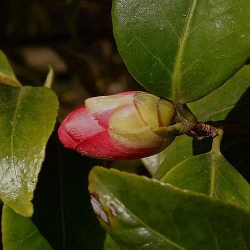  Camellia Japonica Adolphe Audusson
