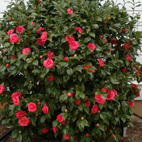  Camellia Japonica Adolphe Audusson