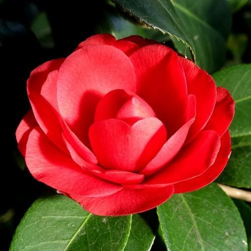 Camellia Black Lace