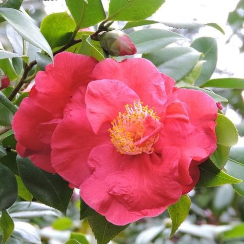  Camellia Japonica Dr King