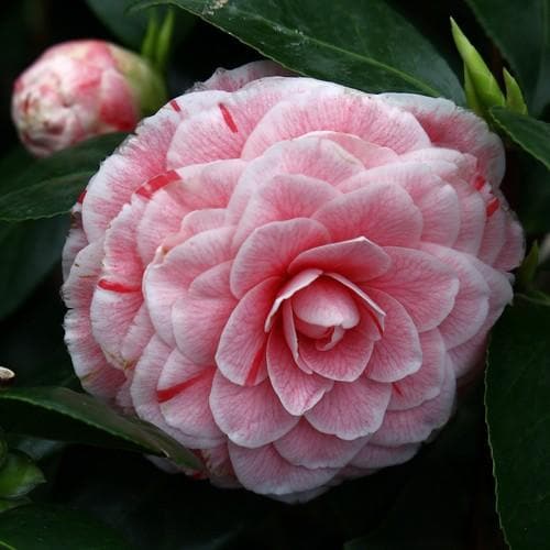  Camellia Japonica Bonomiana