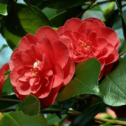  Camellia Japonica Lady Campbell