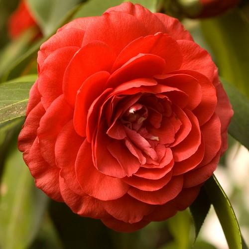  Camellia Japonica Lady Campbell