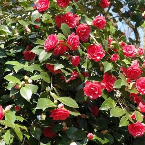  Camellia Japonica Lady Campbell