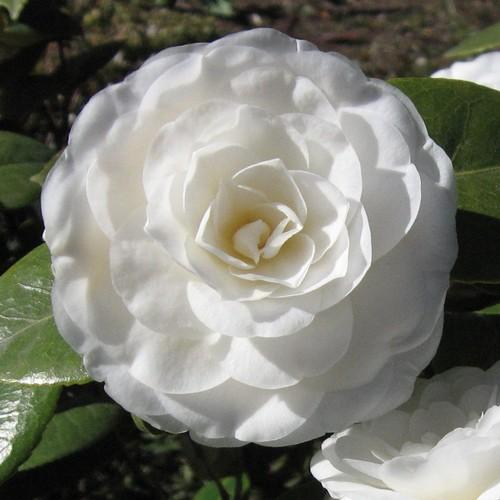  Camellia Mathotiana Alba