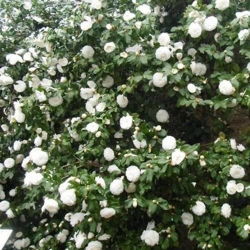  Camellia Japonica Alba Plena