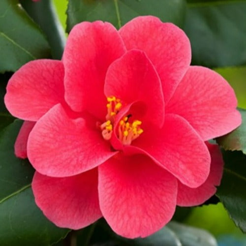  Camellia Reticulata Mary Williams