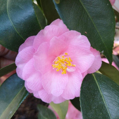  Camellia Spring Festival (cuspidata Hybrid)