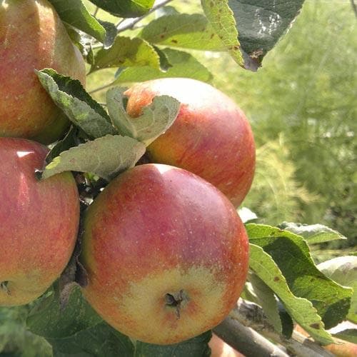  Apple Camelot