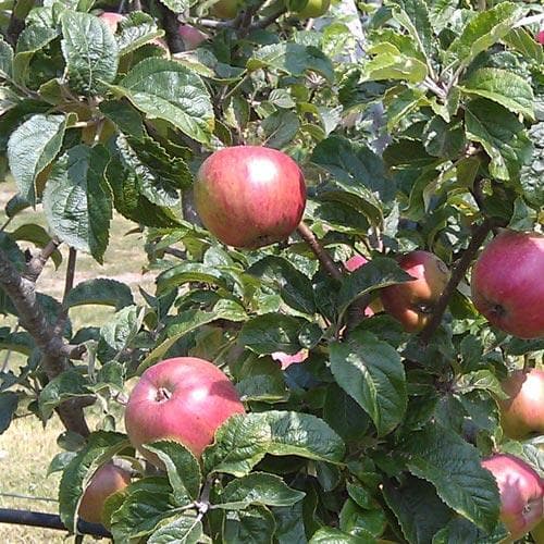  Apple Camelot