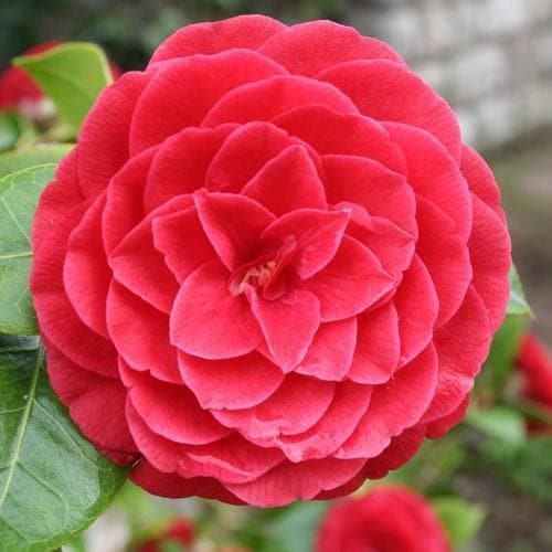  Camellia Black Lace