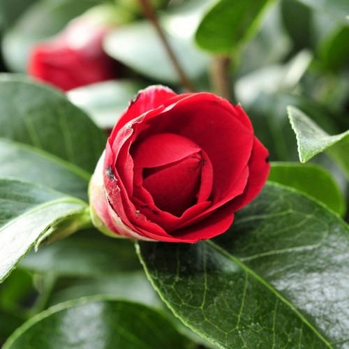  Camellia Black Lace