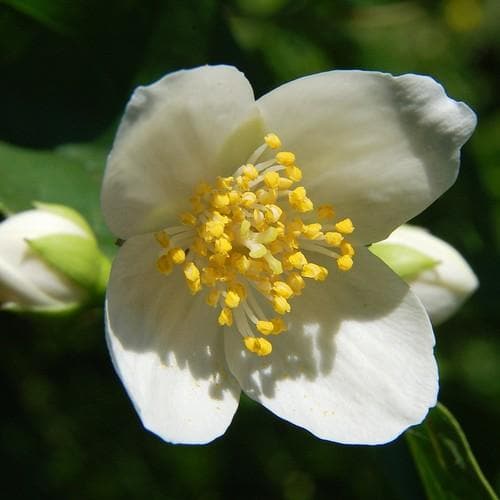  Carpenteria Californica