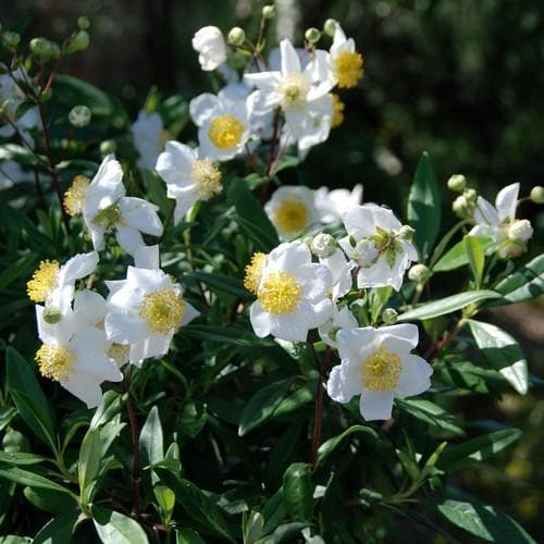  Carpenteria Californica