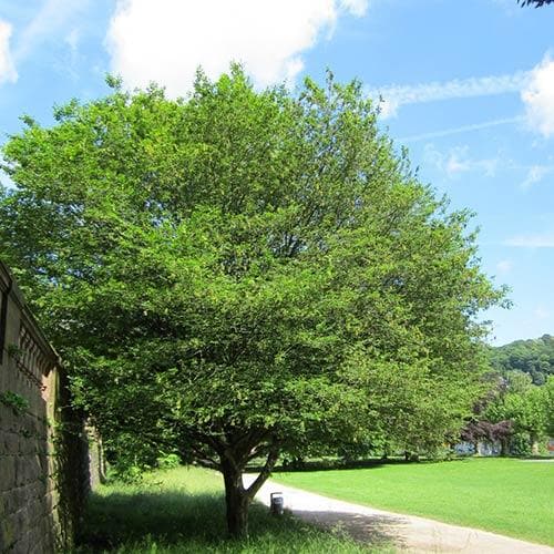 Carpinus Betulus Quercifolia