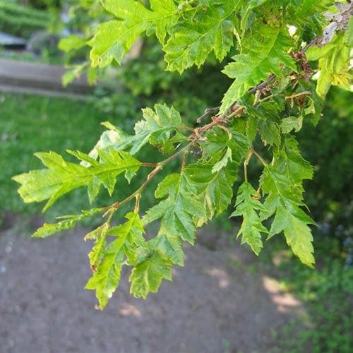  Carpinus Betulus Quercifolia