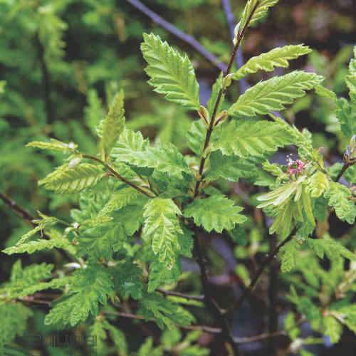  Carpinus Betulus Quercifolia