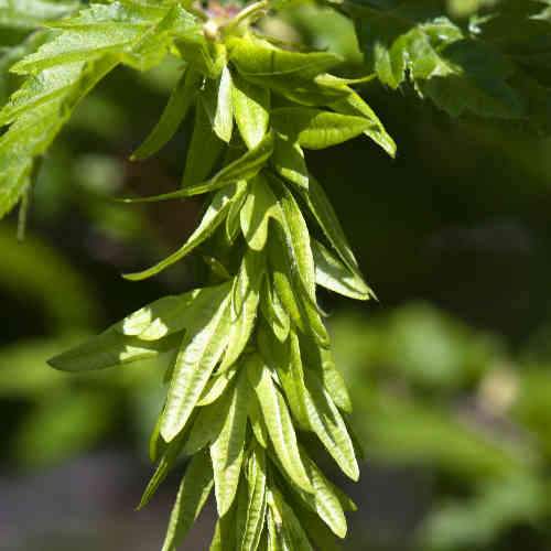  Carpinus Betulus Quercifolia