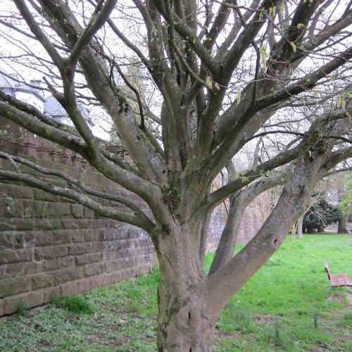  Carpinus Betulus Quercifolia