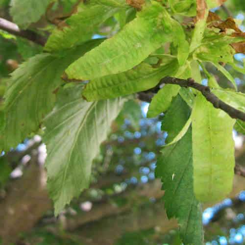  Carpinus Betulus Quercifolia