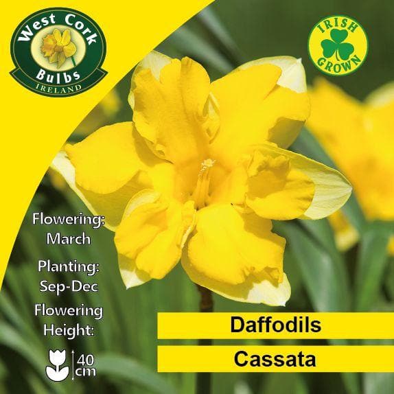  Daffodil Cassata