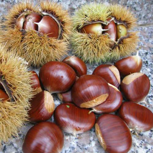  Castanea Sativa Bouche De Bétizac - Sweet Chestnut