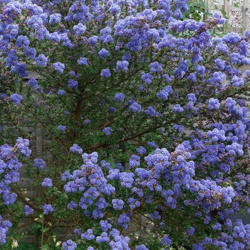  Ceanothus Southmead