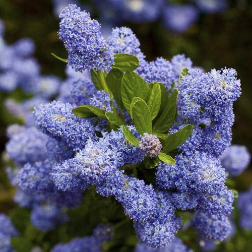  Ceanothus Southmead