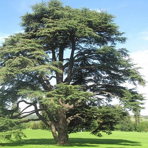  Cedrus Libani Sub. Atlantica Glauca