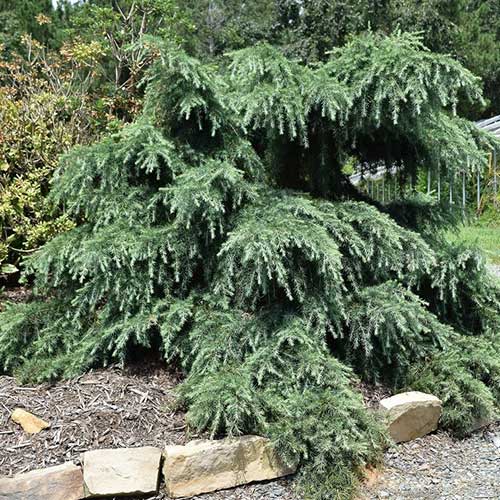  Cedrus Deodara Feelin' Blue
